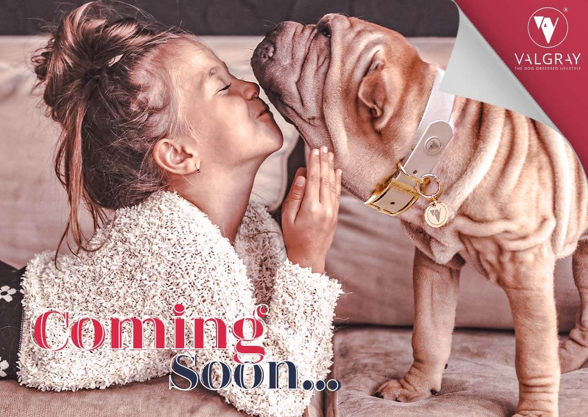 Valgray luxury dog accessory blog ...Coming Soon! Valgray Blog & Newsletter blog post Header image. Image shows a large dog (Labrador dog) wearing a Valgray premium dog collar. Product colour is Bone & Yellow Gold..