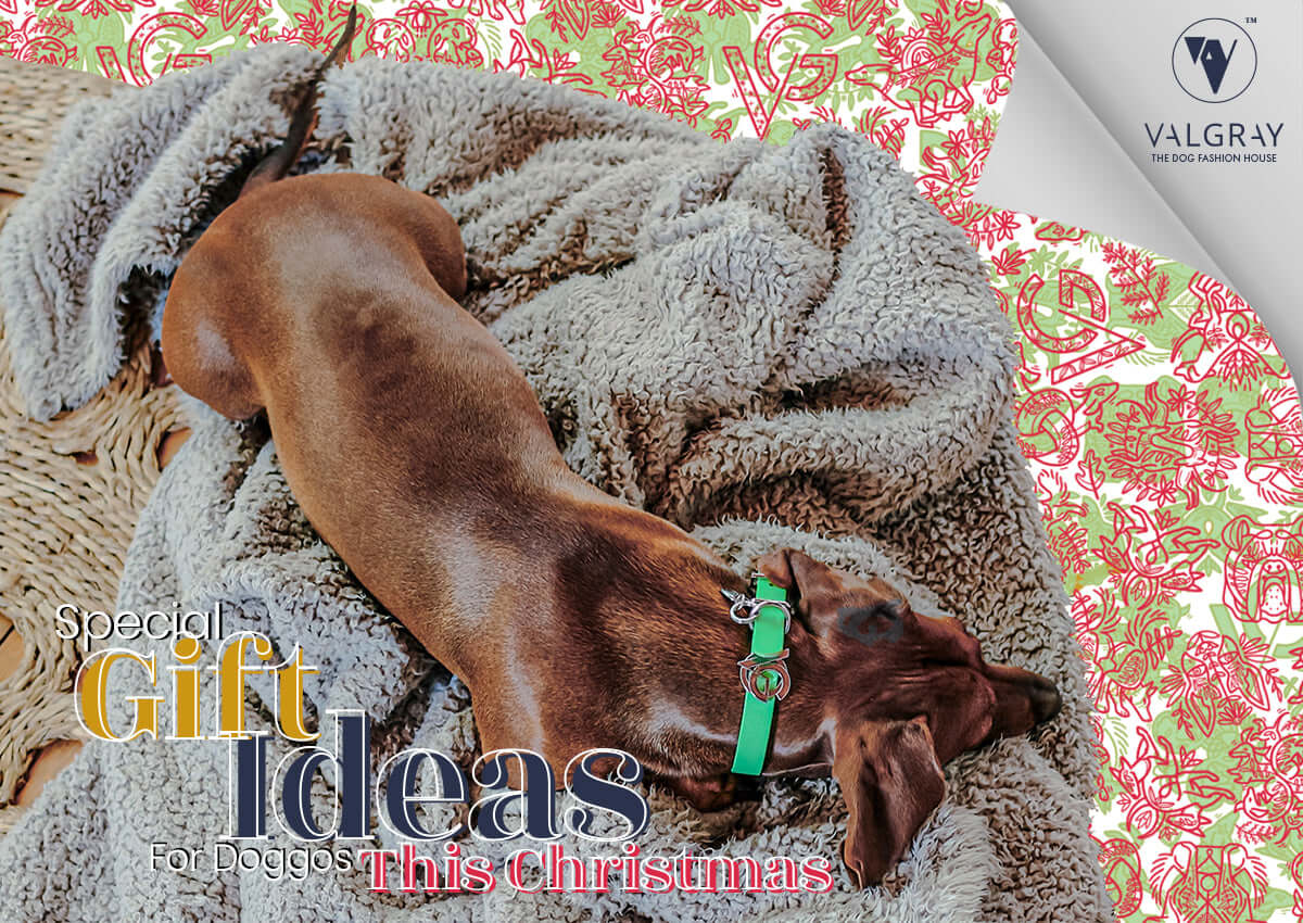 Valgray for Dogs premium dog accessory blog post image for 'Ideas for personalised Christmas gifts for dogs with Valgray'. 