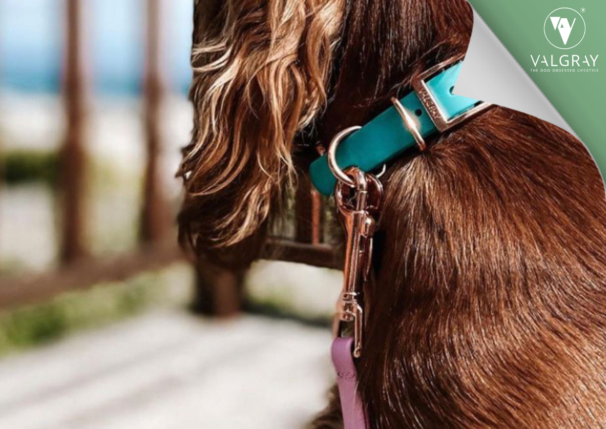 Choosing a Dog Collar - Valgray Pistachio and Silver Dog Collar