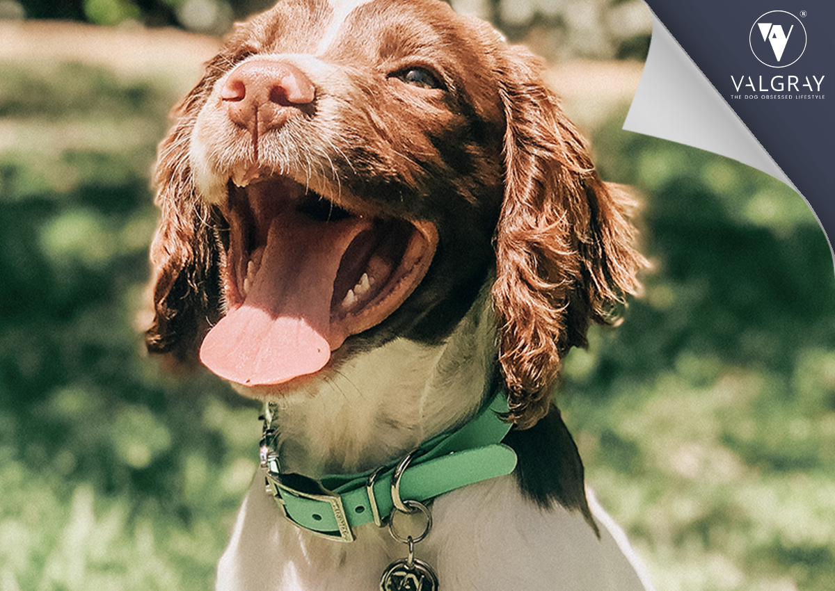 Get Your Pup Photo Ready With Valgray For Dogs - Pistachio Collar on Puppy