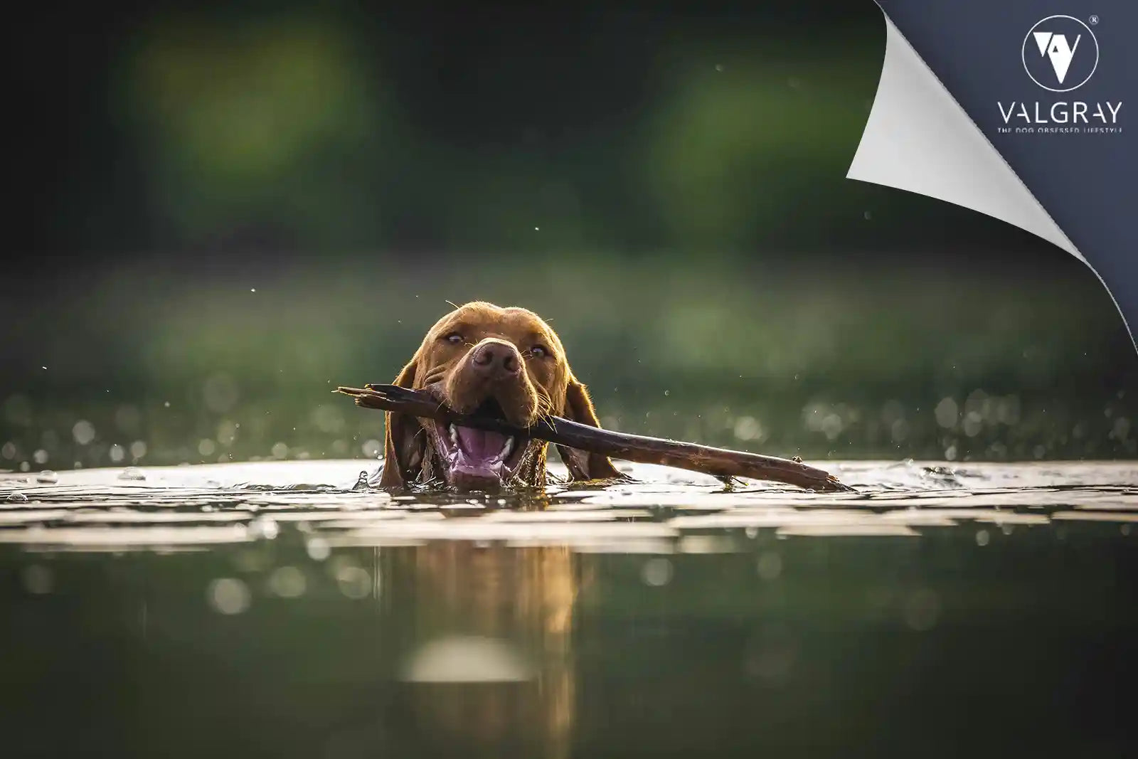 Step-by-Step Guide: How to Teach My Dog to Swim