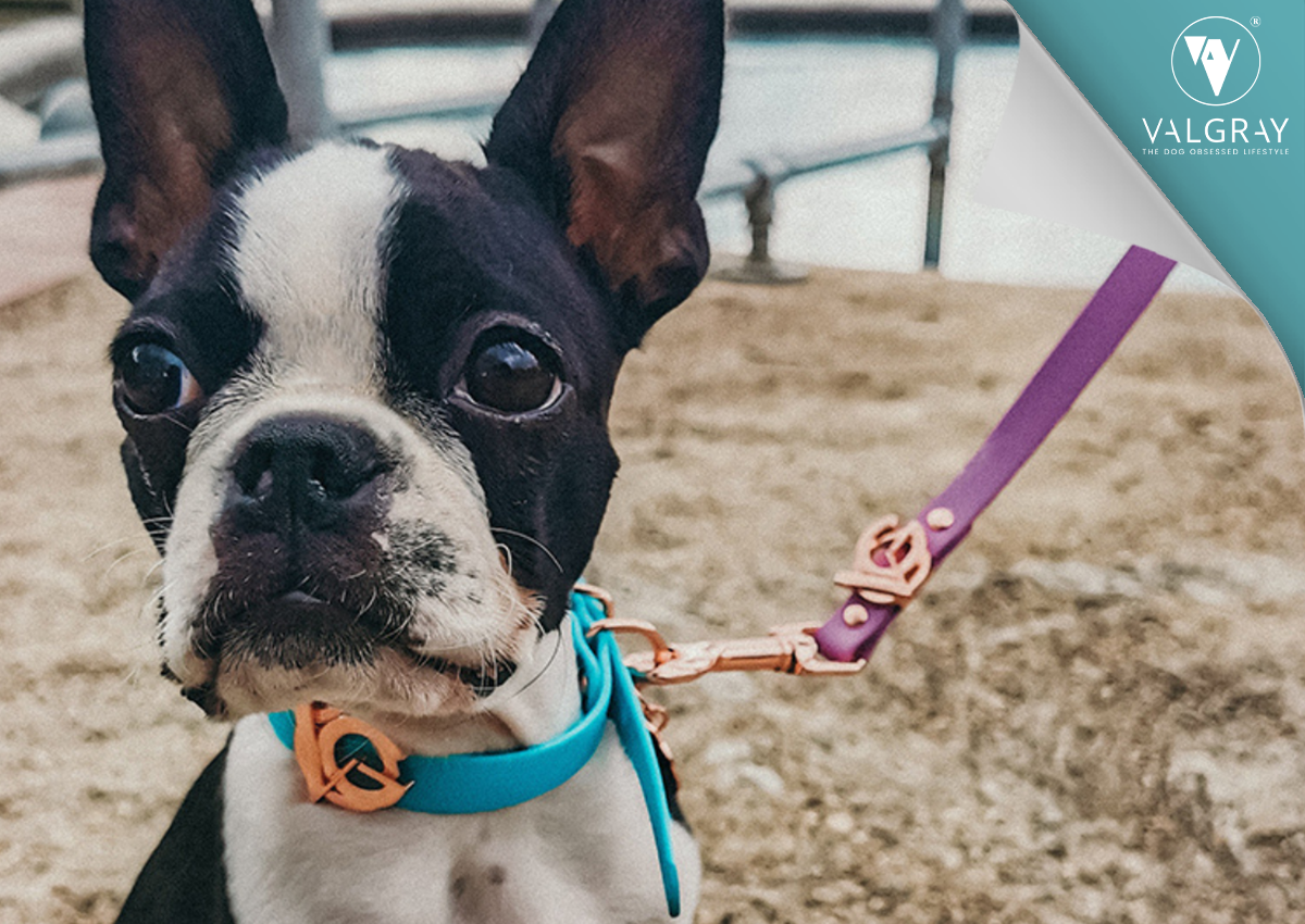 Beautiful Turquoise Dog Collar and Lilac Leash Set From Valgray