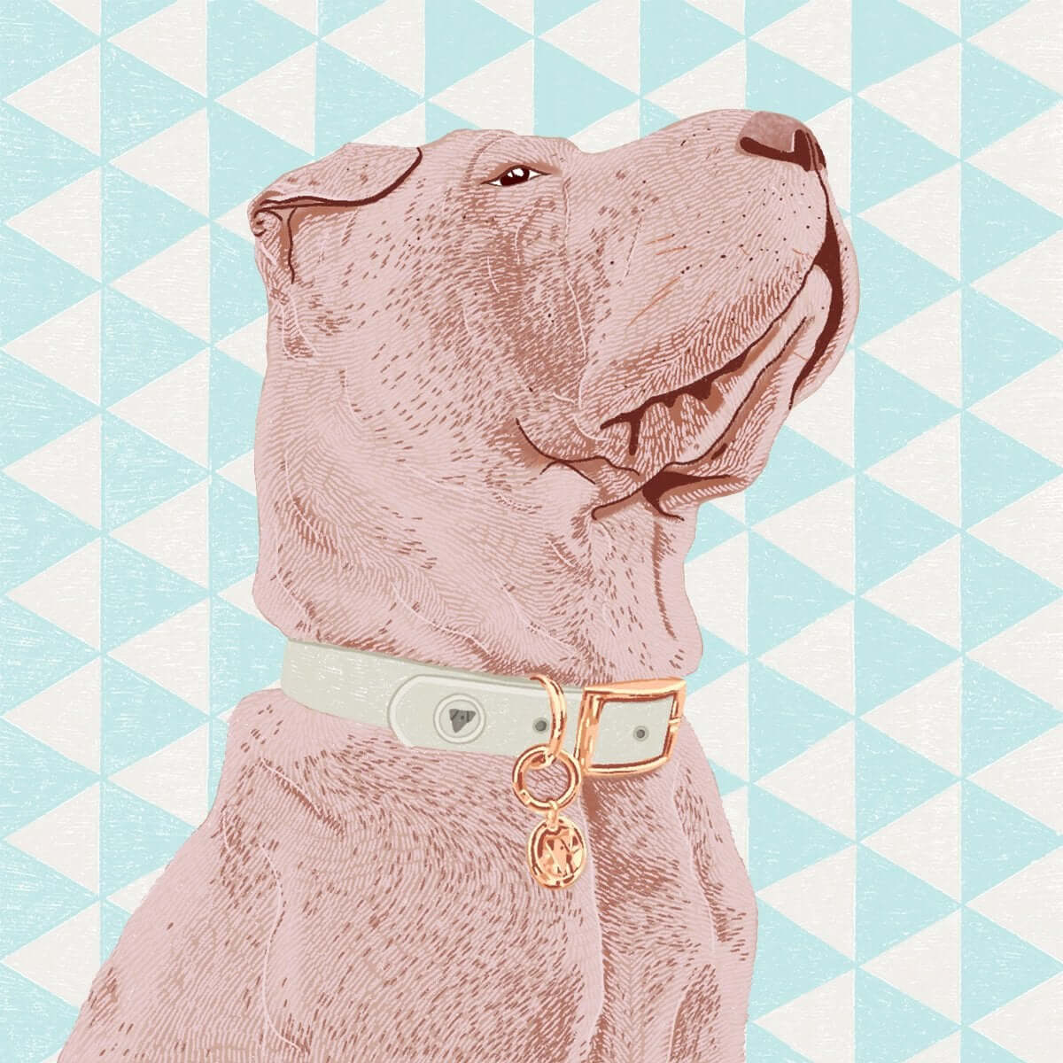 Valgray luxury dog accessory image of close-up product shot of Valgray luxury dog collar on a Shar-Pei dog. The product in the image is the Valgray Bone Grey & Yellow Gold collar with tags on a medium-sized dog.