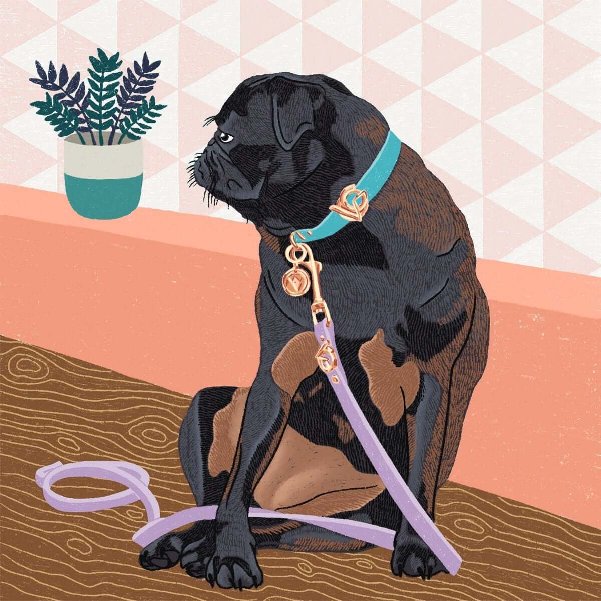 Valgray luxury dog accessory image of close-up product shot of Valgray luxury dog collar and leash on a black pug dog. The products in the image are the Valgray Turquoise + Lilac & Rose Gold on a small dog.