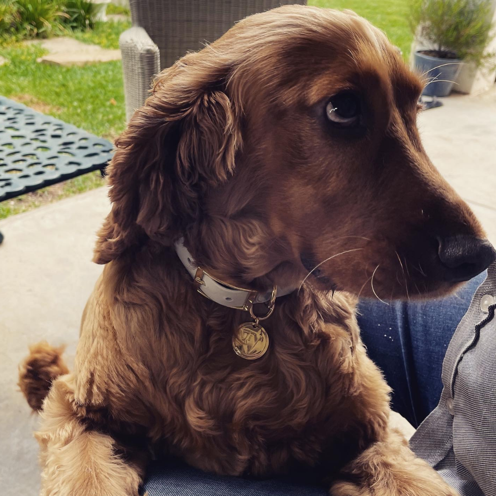 Valgray for Dogs family members Wayne Hicken and Harley, the spaniel from Cape Town, South Africa, show off their Valgray stylish bone grey and yellow gold dog collar with gold tags. 