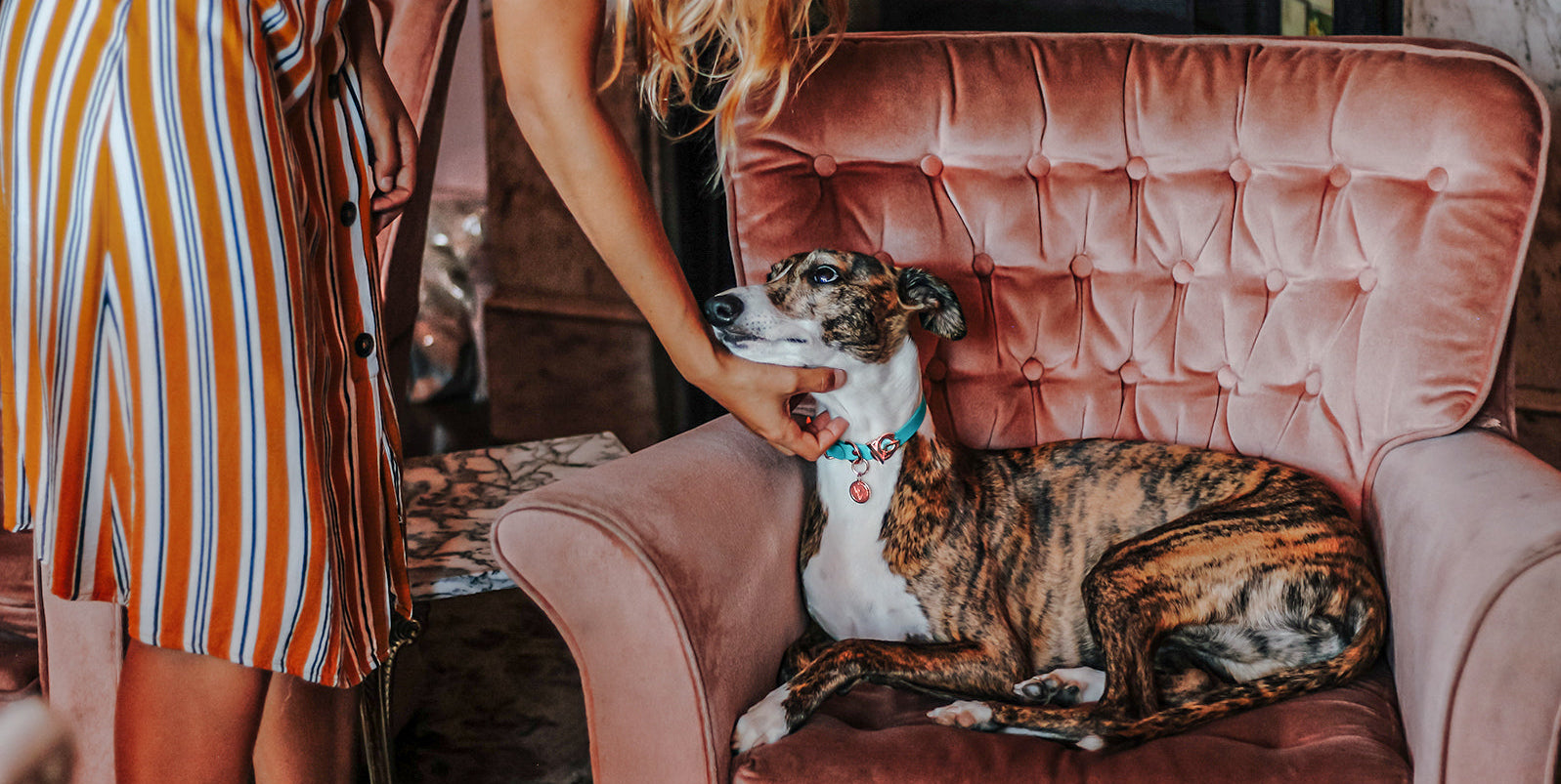Valgray for Dogs premium dog accessory image of a small dog (greyhound) cuddled up on a brown couch wearing a luxury, waterproof and tear-resistant Valgray (blue) Turquoise and Rose gold dog collar with personalised engraved name tags.