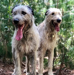 Extra large bone grey & yellow gold waterproof dog collars on wolfhound dogs.