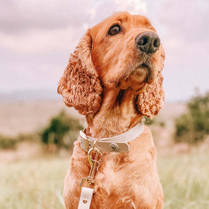 Medium bone grey & yellow gold waterproof dog collar on english cocker spaniel.