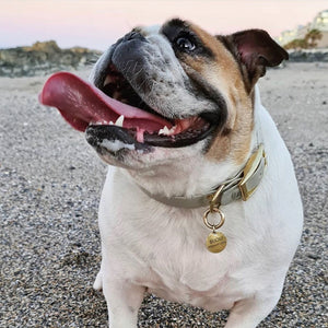 Large bone grey & yellow gold waterproof dog collar on an english bulldog.