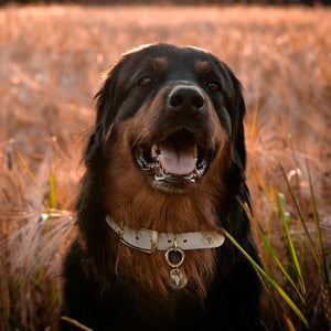 Extra large bone grey & yellow gold waterproof dog collar on a rottweiler dog.