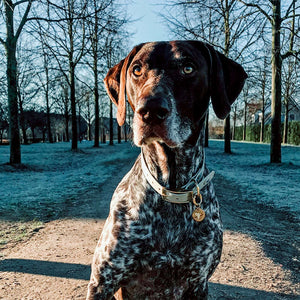 Large bone grey & yellow gold waterproof dog collar on a great dane dog.